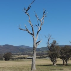 Eucalyptus sp. (dead tree) (Dead Hollow-bearing Eucalypt) at Gordon, ACT - 14 Sep 2020 by michaelb