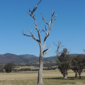 Eucalyptus sp. (dead tree) at Gordon, ACT - 14 Sep 2020