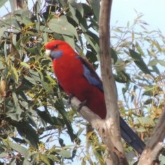 Platycercus elegans (Crimson Rosella) at Gungaderra Grasslands - 5 Oct 2020 by michaelb