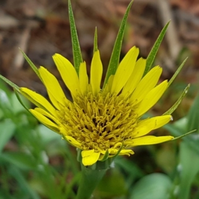 Tragopogon dubius (Goatsbeard) at Lyneham, ACT - 26 Oct 2020 by tpreston