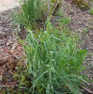 Tragopogon dubius at Lyneham Wetland - 27 Oct 2020