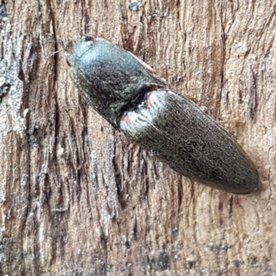 Monocrepidius (genus) (Click beetle) at Lyneham, ACT - 27 Oct 2020 by trevorpreston