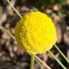 Craspedia variabilis (Common Billy Buttons) at Griffith Woodland - 22 Oct 2020 by AlexKirk