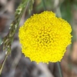 Craspedia variabilis at Griffith, ACT - 22 Oct 2020