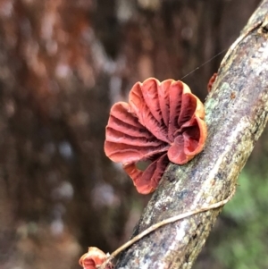 Anthracophyllum archeri at Wattamolla, NSW - 25 Oct 2020