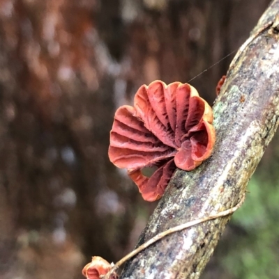 Anthracophyllum archeri (Orange fan) at Wattamolla, NSW - 25 Oct 2020 by WattaWanderer