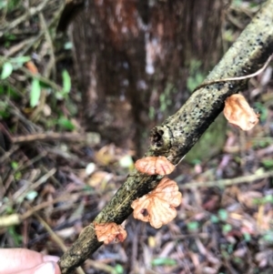 Anthracophyllum archeri at Wattamolla, NSW - 25 Oct 2020