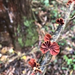 Anthracophyllum archeri at Wattamolla, NSW - 25 Oct 2020