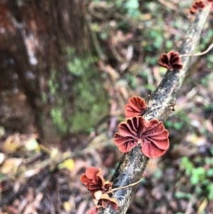 Anthracophyllum archeri at Wattamolla, NSW - 25 Oct 2020