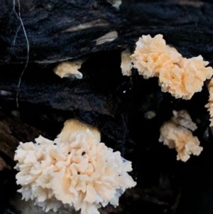 Tremella sp. at Wattamolla, NSW - 26 Oct 2020