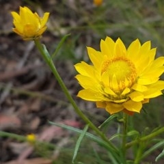 Xerochrysum viscosum (Sticky Everlasting) at Lyneham, ACT - 27 Oct 2020 by trevorpreston