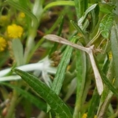 Pterophoridae (family) (A Plume Moth) at Aranda Bushland - 26 Oct 2020 by trevorpreston