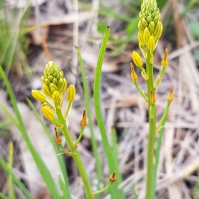 Bulbine bulbosa (Golden Lily) at Sullivans Creek, Lyneham South - 26 Oct 2020 by trevorpreston