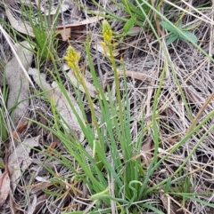 Bulbine bulbosa at Lyneham Wetland - 27 Oct 2020