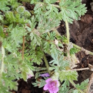 Erodium cicutarium at Lyneham, ACT - 27 Oct 2020 09:40 AM