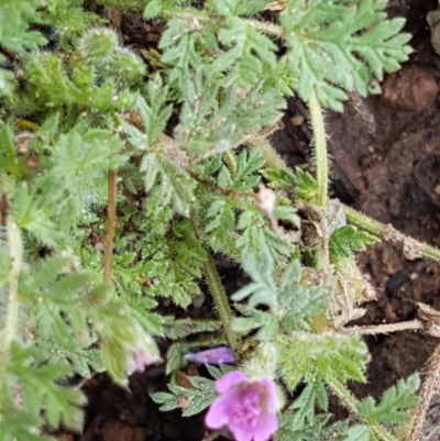 Erodium cicutarium (Common Storksbill, Common Crowfoot) at Lyneham, ACT - 27 Oct 2020 by trevorpreston