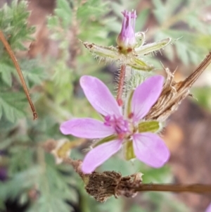 Erodium cicutarium at Lyneham, ACT - 27 Oct 2020 09:40 AM