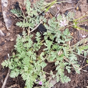 Erodium cicutarium at Lyneham, ACT - 27 Oct 2020 09:40 AM