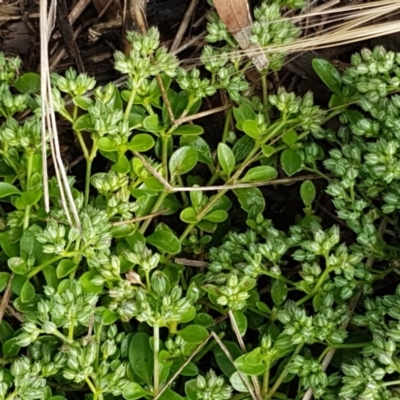 Polycarpon tetraphyllum (Four-leaf Allseed) at Lyneham, ACT - 26 Oct 2020 by tpreston