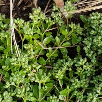 Polycarpon tetraphyllum (Four-leaf Allseed) at Sullivans Creek, Lyneham South - 26 Oct 2020 by trevorpreston