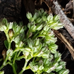 Polycarpon tetraphyllum at Lyneham, ACT - 27 Oct 2020