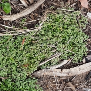 Polycarpon tetraphyllum at Lyneham, ACT - 27 Oct 2020