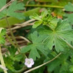 Geranium solanderi var. solanderi (Native Geranium) at Lyneham Wetland - 26 Oct 2020 by tpreston