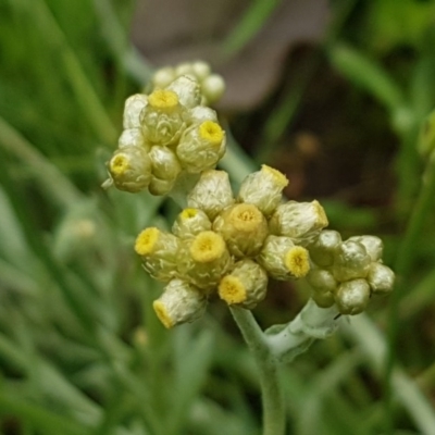 Pseudognaphalium luteoalbum (Jersey Cudweed) at Holt, ACT - 27 Oct 2020 by trevorpreston