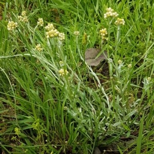 Pseudognaphalium luteoalbum at Holt, ACT - 27 Oct 2020