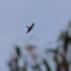 Tachyspiza cirrocephala (Collared Sparrowhawk) at Hughes, ACT - 27 Oct 2020 by LisaH