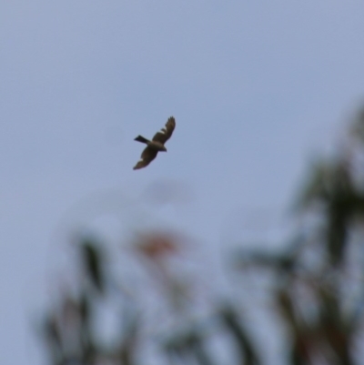 Accipiter cirrocephalus (Collared Sparrowhawk) at Hughes, ACT - 26 Oct 2020 by LisaH