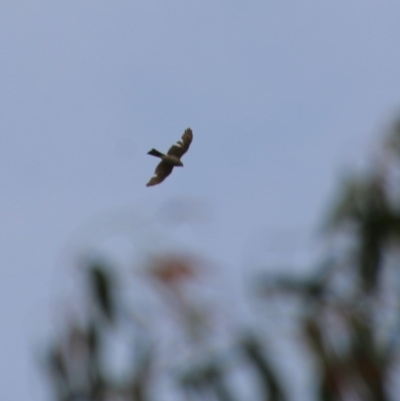 Tachyspiza cirrocephala (Collared Sparrowhawk) at Hughes, ACT - 27 Oct 2020 by LisaH