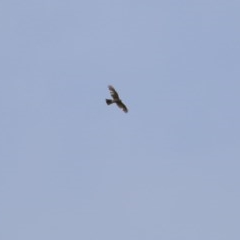 Accipiter cirrocephalus at Hughes, ACT - 27 Oct 2020