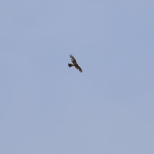 Accipiter cirrocephalus at Hughes, ACT - 27 Oct 2020