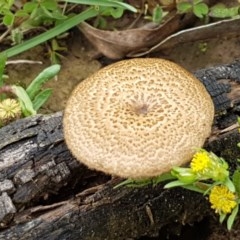 Lentinus arcularius (Fringed Polypore) at Holt, ACT - 26 Oct 2020 by tpreston