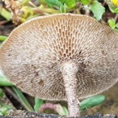 Lentinus arcularius at Holt, ACT - 27 Oct 2020 10:28 AM