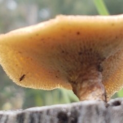 Lentinus arcularius at Holt, ACT - 27 Oct 2020 10:28 AM