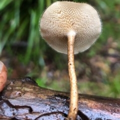 Lentinus arcularius (Fringed Polypore) at Wattamolla, NSW - 24 Oct 2020 by WattaWanderer