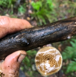 Lentinus arcularius at Wattamolla, NSW - 25 Oct 2020