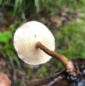 Lentinus arcularius at Wattamolla, NSW - 25 Oct 2020