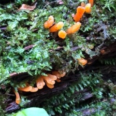 Calocera sp. (A stagshorn fungus) at Wattamolla, NSW - 23 Oct 2020 by WattaWanderer