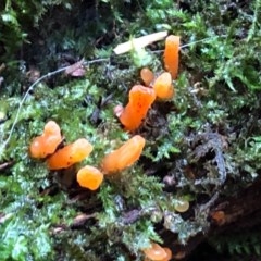 Calocera sp. at Wattamolla, NSW - 24 Oct 2020 01:19 AM