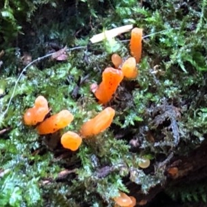 Calocera sp. at Wattamolla, NSW - 24 Oct 2020