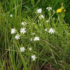 Stellaria pungens (Prickly Starwort) at Holt, ACT - 26 Oct 2020 by tpreston