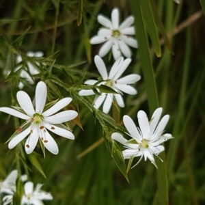 Stellaria pungens at Holt, ACT - 27 Oct 2020