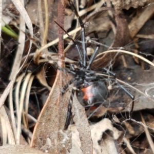 Latrodectus hasselti at Holt, ACT - 27 Oct 2020