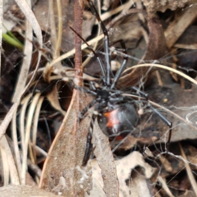 Latrodectus hasselti (Redback Spider) at Aranda Bushland - 26 Oct 2020 by trevorpreston