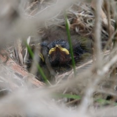 Nesoptilotis leucotis (White-eared Honeyeater) at Mongarlowe, NSW - 14 Oct 2020 by LisaH