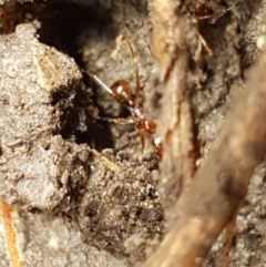 Aphaenogaster longiceps (Funnel ant) at Holt, ACT - 27 Oct 2020 by trevorpreston