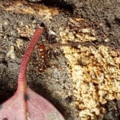 Aphaenogaster longiceps at Holt, ACT - 27 Oct 2020